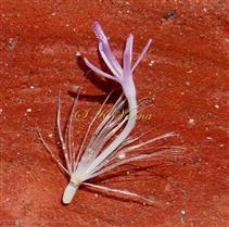  Disc Floret